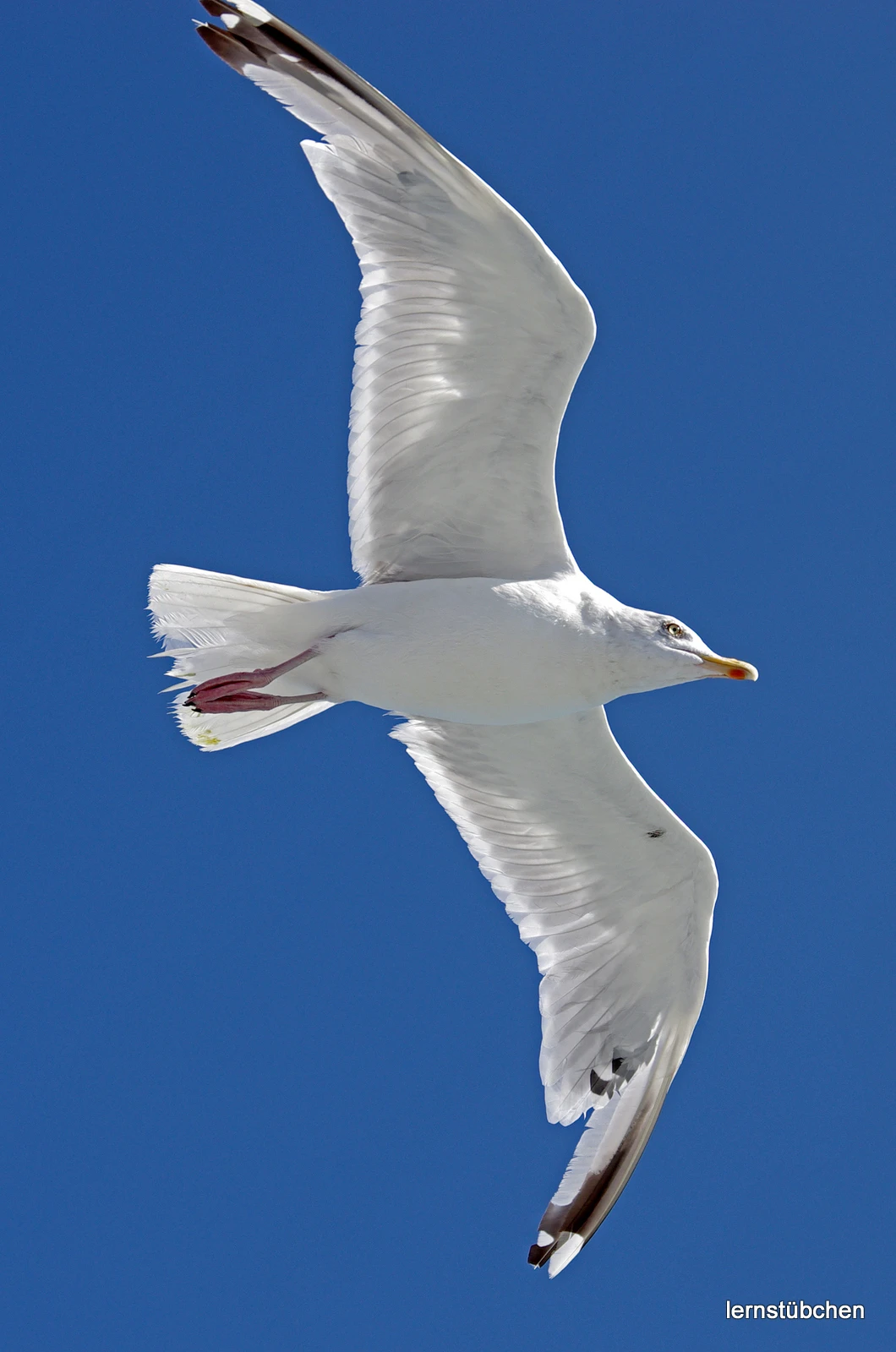 fliegende Möwe.jpeg